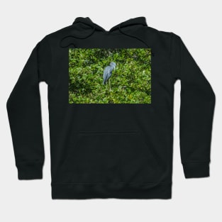 Little Blue Heron Hoodie